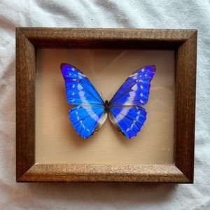 Framed Blue Morpho Butterfly Specimen